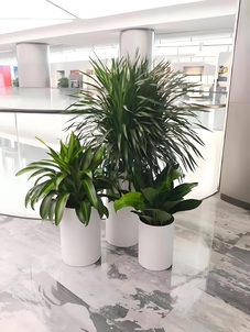 前湾盆景租摆公司